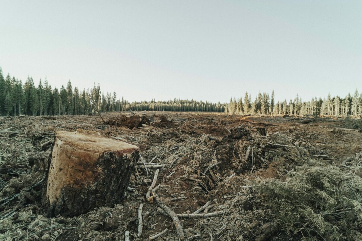 Amazonie : 1,4 million d&rsquo;hectares de for&ecirc;t menac&eacute;s apr&egrave;s la fin du moratoire sur le soja  - Amazonie Arbres Biodiversit&eacute; Changement climatique Climat D&eacute;forestation &Eacute;cologie Environnement For&ecirc;ts Recherche scientifique Science Sciences