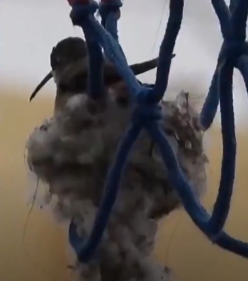 Au chili, un terrain de basket ferm&eacute; pour prot&eacute;ger un colibri qui niche dans le panier  - Associations Biodiversit&eacute; Chili D&eacute;tente &Eacute;cologie Enfants Environnement Initiatives Lois Nature Oiseaux