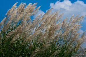 Le miscanthus g&eacute;ant test&eacute; en Ukraine pour d&eacute;polluer les sols  - Biodiversit&eacute; Biologie Carbone Climat D&eacute;pollution &Eacute;cologie Environnement Guerres Lutte environnementale Micro-organisme Miscanthus OTAN Plantes Pollution Science Sciences Ukraine