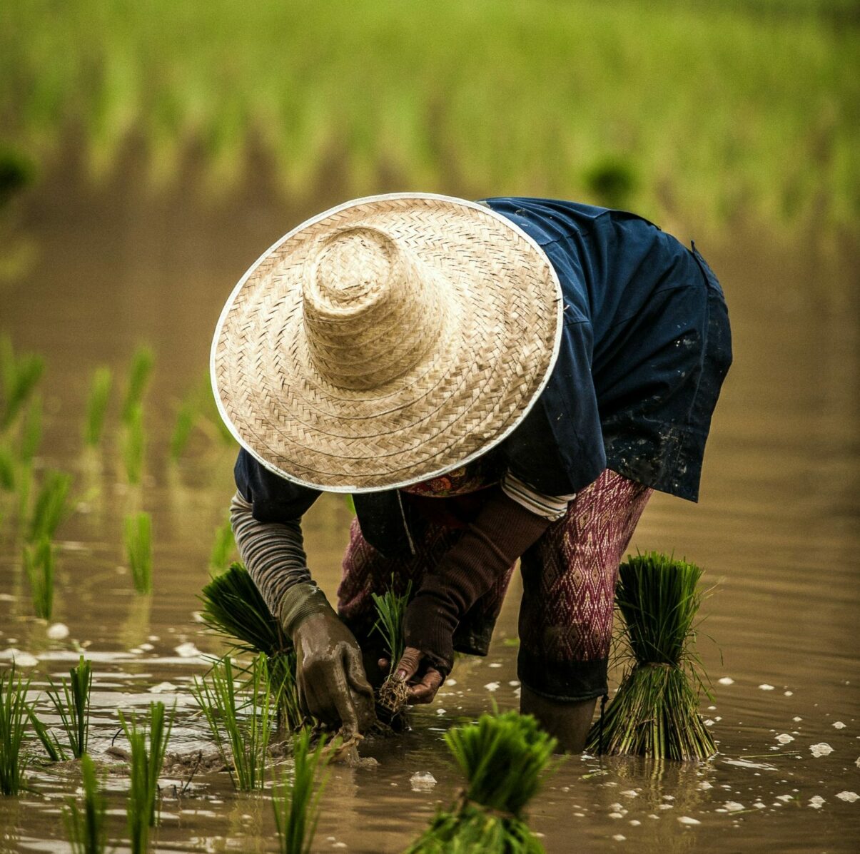 Les grains de riz germent 40&nbsp;% plus vite quand ils entendent le bruit de la pluie  - Agriculture Biodiversit&eacute; Biologie &Eacute;cologie Environnement Nature Pluie Riz Science Sciences