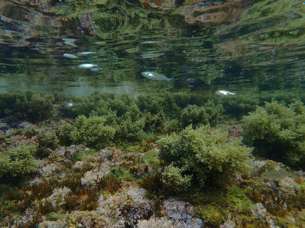 Les plantes aquatiques, ces anarchistes de la botanique  - Algues Biodiversit&eacute; Biologie &Eacute;cologie Environnement &Eacute;volution Nature Plantes