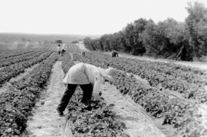 Andalousie : la prosp&eacute;rit&eacute; agricole gr&acirc;ce aux immigr&eacute;s&hellip; qu'ils veulent expulser  - Agriculture Andalousie Capitalisme Espagne Extr&ecirc;me-droite Immigration Migrations Parti Vox Travail