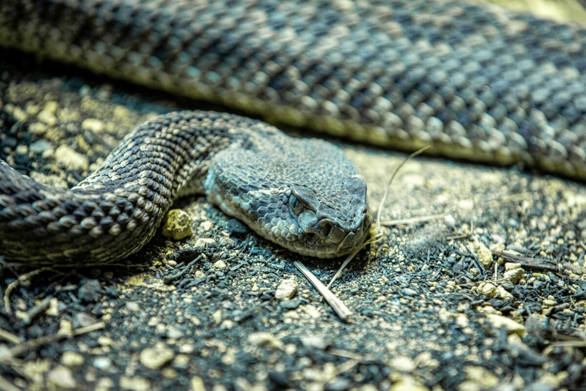 M&ecirc;mes d&eacute;capit&eacute;es, les t&ecirc;tes de serpents peuvent mordre  - Crotales Insolite Reptiles Sant&eacute; Serpents