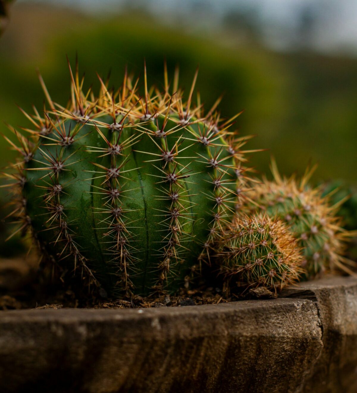 Cactus et succulentes : de la passion au trafic organis&eacute;  - Asie Biodiversit&eacute; Braconnage Cactus Corruption Environnement Nature Plantes Succulentes