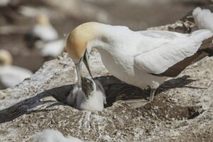 La chasse aux &laquo; gugas &raquo; suspendue en &Eacute;cosse pour la premi&egrave;re fois en 400 ans  - Animaux Chasse &Eacute;cologie &Eacute;cosse Environnement Initiatives Nature Oiseaux Recherche scientifique