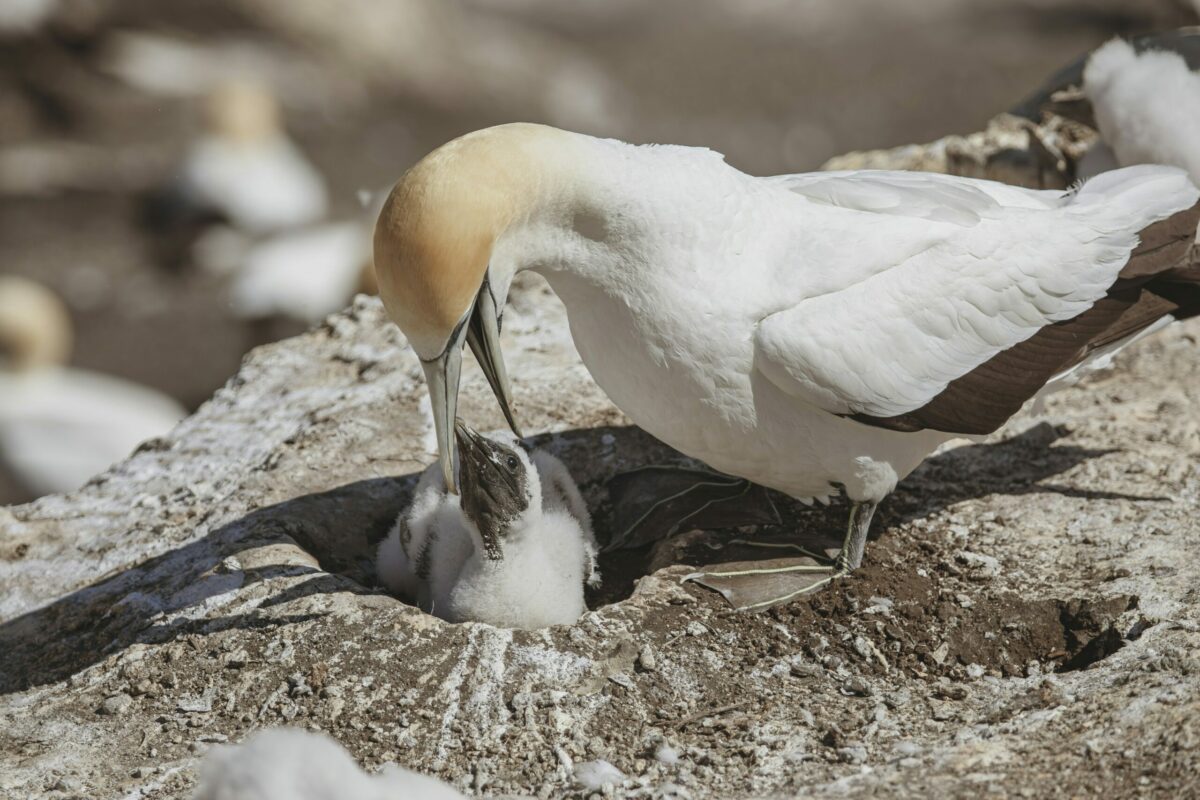 La chasse aux &laquo; gugas &raquo; suspendue en &Eacute;cosse pour la premi&egrave;re fois en 400 ans  - Animaux Chasse &Eacute;cologie &Eacute;cosse Environnement Initiatives Nature Oiseaux Recherche scientifique