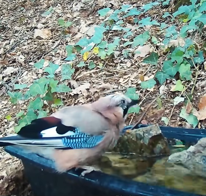 S&eacute;cheresse&nbsp;: les &laquo;&nbsp;bars &agrave; eau&nbsp;&raquo; se multiplient pour sauver les animaux  - Abeilles Bact&eacute;ries Biodiversit&eacute; Climat D&eacute;tente Eau &Eacute;cologie Environnement For&ecirc;ts Insectes Ligue pour la protection des oiseaux (LPO) Mammif&egrave;res Moustiques Oiseaux Rivi&egrave;res S&eacute;cheresse