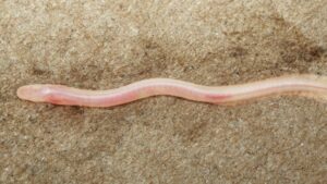Une vid&eacute;o TikTok a permis la d&eacute;couverte d&rsquo;un poisson souterrain inconnu  - Animaux Biodiversit&eacute; Biologie D&eacute;couverte scientifique D&eacute;tente Environnement Inde Initiatives Nature N&eacute;pal Poisson Recherche scientifique R&eacute;seaux sociaux Science Sciences TikTok Zoologie
