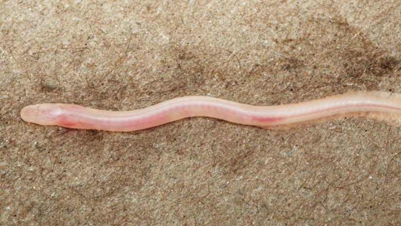 Une vid&eacute;o TikTok a permis la d&eacute;couverte d&rsquo;un poisson souterrain inconnu  - Animaux Biodiversit&eacute; Biologie D&eacute;couverte scientifique D&eacute;tente Environnement Inde Initiatives Nature N&eacute;pal Poisson Recherche scientifique R&eacute;seaux sociaux Science Sciences TikTok Zoologie