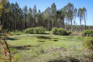 Dans les Landes, une ancienne d&eacute;charge rena&icirc;t en lagune  - Action environnementale Biodiversit&eacute; Biologie D&eacute;tente Eau &Eacute;cologie Environnement For&ecirc;ts Initiatives Landes Lutte environnementale Nappes phr&eacute;atiques Nature Onesse-Laharie Pollution Zones humides
