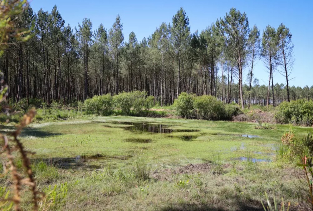 Dans les Landes, une ancienne d&eacute;charge rena&icirc;t en lagune  - Action environnementale Biodiversit&eacute; Biologie D&eacute;tente Eau &Eacute;cologie Environnement For&ecirc;ts Initiatives Landes Lutte environnementale Nappes phr&eacute;atiques Nature Onesse-Laharie Pollution Zones humides