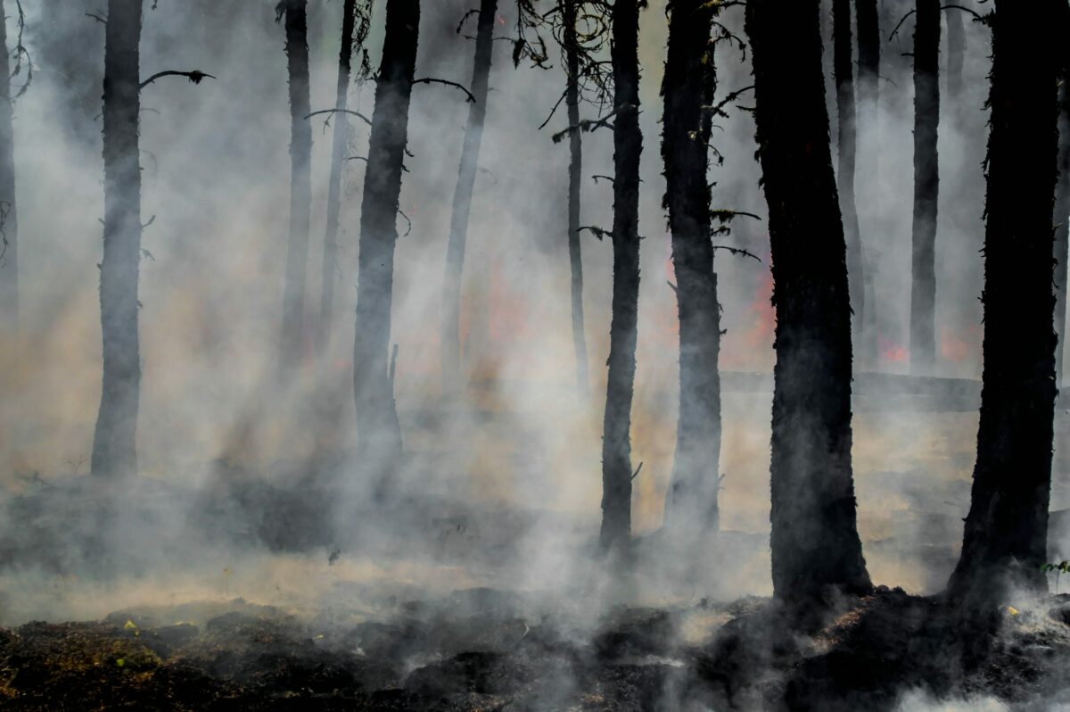 Incendies en Gironde : pr&egrave;s d&rsquo;une tonne de dons destin&eacute;s aux sinistr&eacute;s jet&eacute;e &agrave; la poubelle  - Associations Bordeaux Capitalisme Entraide Gironde Incendies Pr&eacute;carit&eacute; Soci&eacute;t&eacute; Solidarit&eacute; V&ecirc;tements