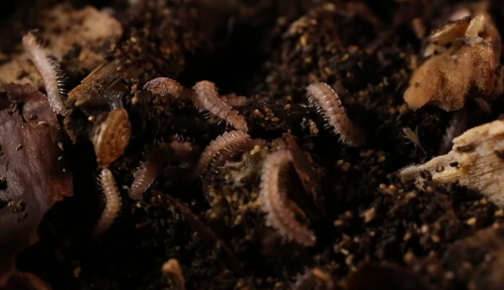 S&eacute;cheresses, chaleur, CO₂, biodiversit&eacute; : tout passe par le sol (vivant)  - Action environnementale Agriculture Bact&eacute;ries Biodiversit&eacute; Biologie Champignons Changement climatique Climat Eau &Eacute;cologie Environnement &Eacute;rosion &Eacute;tudes For&ecirc;ts Micro-organisme Microbes Nature Nitrates Plantes Pluie Recherche scientifique Science Sciences S&eacute;cheresse Sols Sols vivants