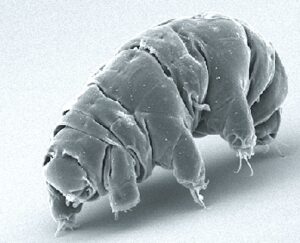 Des &eacute;cosyst&egrave;mes insoup&ccedil;onn&eacute;s &agrave; 500 m&egrave;tres sous terre  - Biologie Carbone Champignons D&eacute;couverte scientifique Eau &Eacute;tats-Unis Michigan Micro-organisme Microbes Recherche scientifique Sols Tardigrade