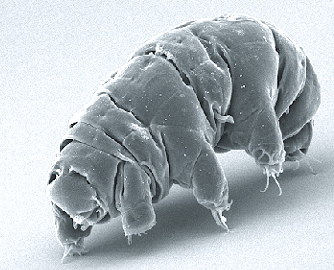 Des &eacute;cosyst&egrave;mes insoup&ccedil;onn&eacute;s &agrave; 500 m&egrave;tres sous terre  - Biologie Carbone Champignons D&eacute;couverte scientifique Eau &Eacute;tats-Unis Michigan Micro-organisme Microbes Recherche scientifique Sols Tardigrade