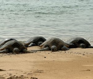 Aux Philippines, des villageois se mobilisent 24/7 pour sauver les nids de tortues marines  - Animaux Biodiversit&eacute; Chiens D&eacute;tente &Eacute;cologie Environnement Initiatives Lutte environnementale Nature Philippines Sable Tortues Tourisme Tourisme de masse