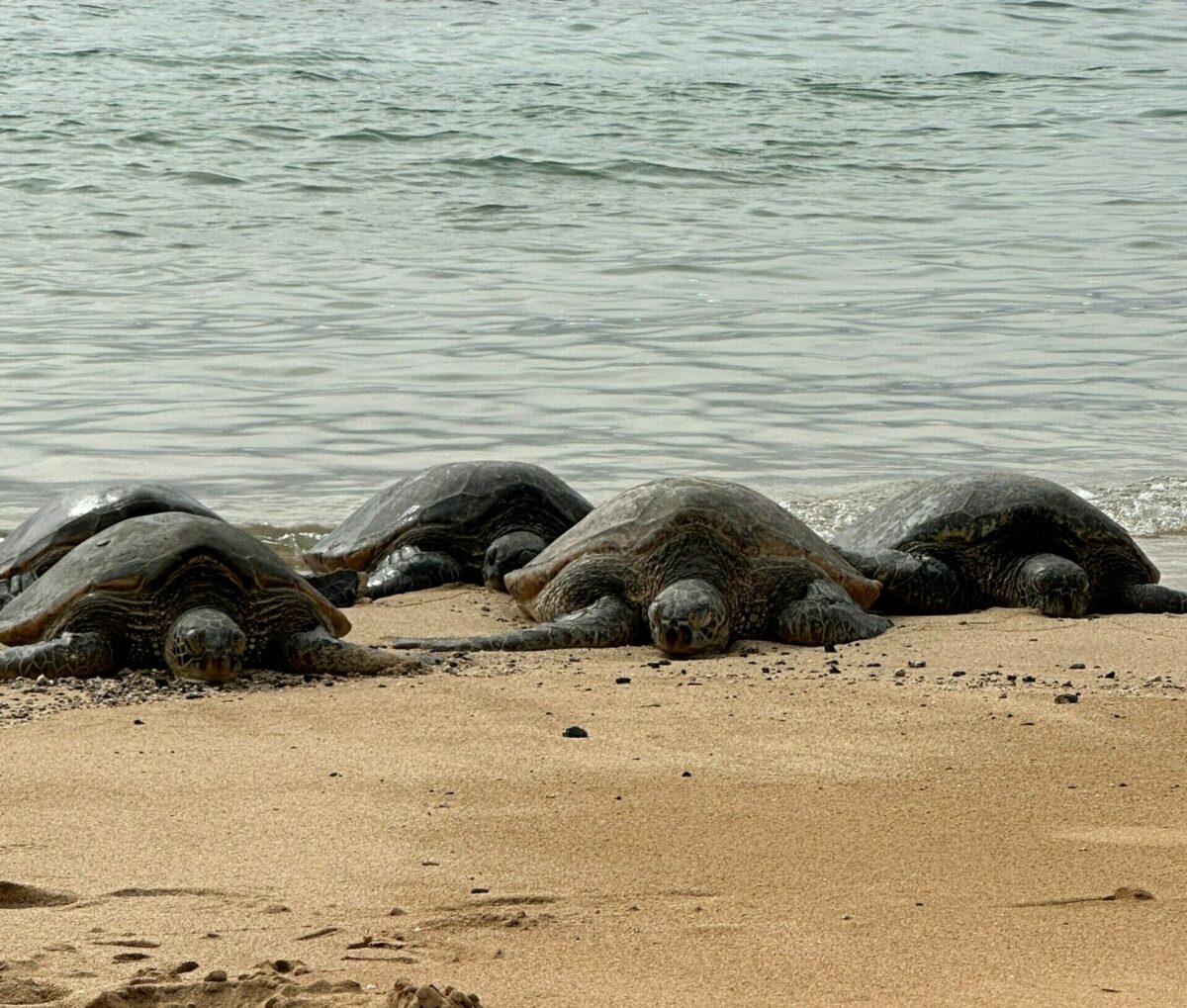 Aux Philippines, des villageois se mobilisent 24/7 pour sauver les nids de tortues marines  - Animaux Biodiversit&eacute; Chiens D&eacute;tente &Eacute;cologie Environnement Initiatives Lutte environnementale Nature Philippines Sable Tortues Tourisme Tourisme de masse