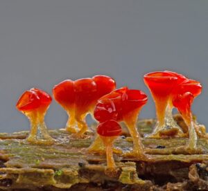 Une amibe de feu &eacute;tablit un record de r&eacute;sistance &agrave; la chaleur  - Bact&eacute;ries Biodiversit&eacute; Biologie D&eacute;couverte D&eacute;couverte scientifique Micro-organisme Microbes Nature Recherche scientifique Science Sciences