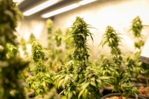 Une faible dose de THC aiderait &agrave; lutter contre le cancer du sein (&eacute;tude pr&eacute;clinique&nbsp;: on se calme)  - Biologie Cancer D&eacute;couverte scientifique &Eacute;tudes Maladie M&eacute;decine Recherche scientifique Sant&eacute; Sant&eacute; publique Science Sciences