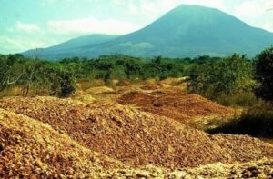 Au Costa Rica, 12 000 tonnes d&rsquo;&eacute;corces d&rsquo;orange ont transform&eacute; un p&acirc;turage &eacute;puis&eacute; en for&ecirc;t  - Action environnementale Arbres Biodiversit&eacute; Costa Rica D&eacute;chets &Eacute;cologie Environnement For&ecirc;ts Initiatives Insectes Lutte environnementale Nature Sols Sols vivants