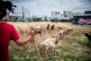 Ch&egrave;vres, poneys et v&eacute;los : une ferme populaire s&rsquo;installe au pied des immeubles &agrave; Bagnolet  - Action environnementale Animaux Associations Bagnolet Bergerie Biodiversit&eacute; &Eacute;cologie Environnement Initiatives Lamas Nature Oies