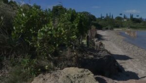 Poteaux, pierres et pal&eacute;tuviers&nbsp;: le laboratoire anti-&eacute;rosion de Tina  - Biodiversit&eacute; &Eacute;cologie Environnement &Eacute;rosion Initiatives Nature Plantes Sable