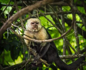 Des singes capucins kidnappent des b&eacute;b&eacute;s d'une autre esp&egrave;ce&hellip; pour s&rsquo;amuser  - Animaux Capucins D&eacute;couverte scientifique &Eacute;cologie Nature Recherche scientifique Science Sciences Singes