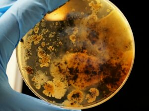 Quand des micro-organismes se r&eacute;galent de la&nbsp;pollution  - ADN Bact&eacute;ries Biologie D&eacute;pollution &Eacute;cologie Environnement &Eacute;tats-Unis Hydrocarbures M&eacute;taux lourds Micro-organisme Microbes Pollution Recherche scientifique Science Sciences Sols