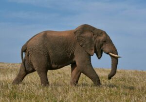 La seconde vie &eacute;cologique de l&rsquo;&eacute;l&eacute;phant : une carcasse, des microbes et un buffet &agrave; volont&eacute;  - Bact&eacute;ries Biodiversit&eacute; &Eacute;cologie Environnement Microbes Plantes Recherche scientifique Science Sciences Sols Sols vivants