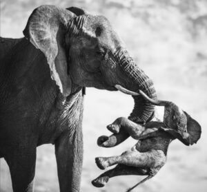 Deuil, pr&eacute;dation, survie : les images prim&eacute;es du Wildlife Photographer of the Year 2026  - Culture Mus&eacute;es Photographie
