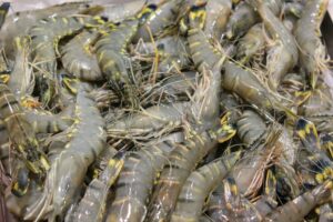 Crevettes d&rsquo;&eacute;levage : les yeux arrach&eacute;s pour la rentabilit&eacute;  - Animaux Bien-&ecirc;tre animal Crevettes Crustac&eacute;s &Eacute;levage