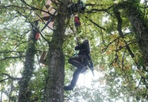 A412 : des &eacute;cureuils pour sauver des arbres centenaires et des castors  - Action environnementale Animaux Arbres Autoroute Biodiversit&eacute; Castors &Eacute;cologie Environnement For&ecirc;ts Initiatives Lutte environnementale Nature Zones humides