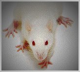 expérience laboratoire rat